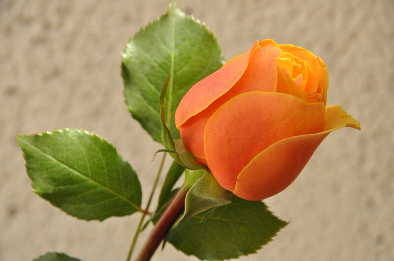 Orange Rose Bud — Calm, Photograph, Green Leaves, Stem