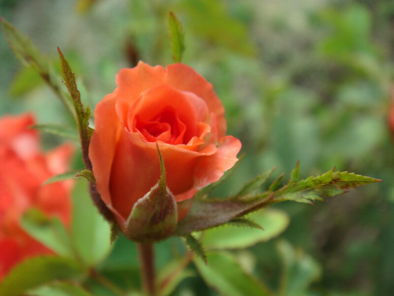 Orange Rose Bud — Calm, Photograph, Green Leaves