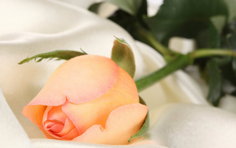 Orange Rose Bud — Calm, Photograph, Green Leaves, White Fabric