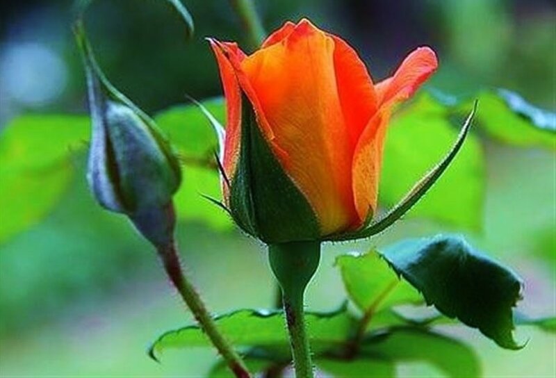 Orange Rose Bud — Calm, Photograph, Leaf
