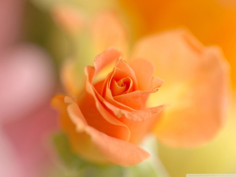Orange Rose Bud — Calm, Photograph, Petals, Background