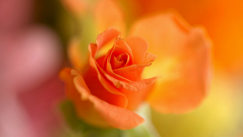 Orange Rose Bud — Calm, Photograph, Petals, Blurred Background