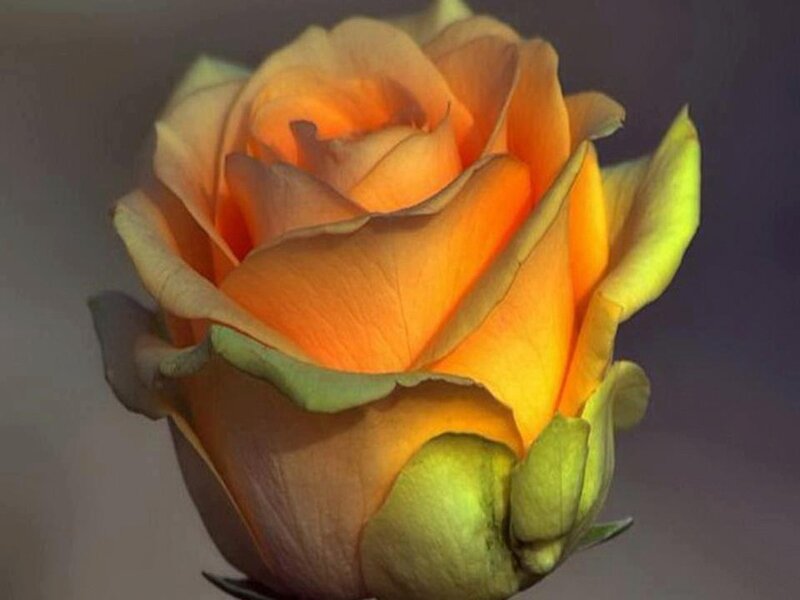 Orange Rose Bud — Calm, Photograph, Petals, Stem