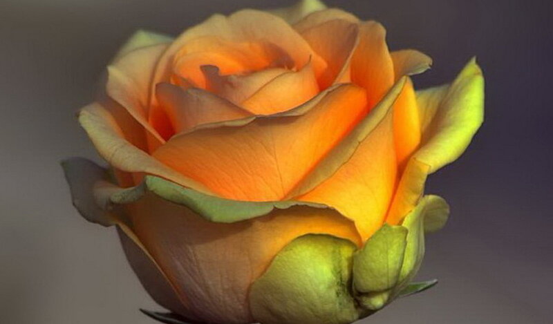 Orange Rose Bud — Calm, Photograph, Petals