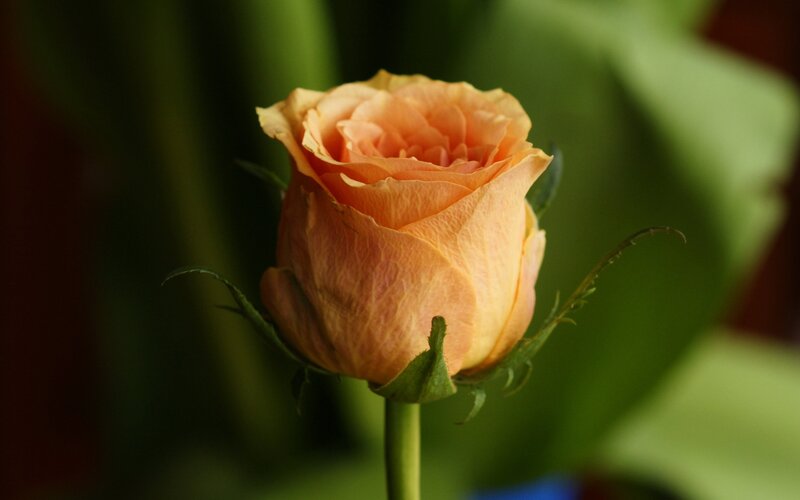 Orange Rose Bud — Calm, Photograph, Stem, Leaves