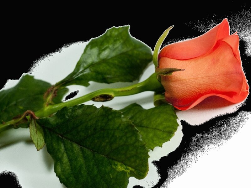 Orange Rose Bud — Calm, Photograph, Stem, Leaves, White Surface
