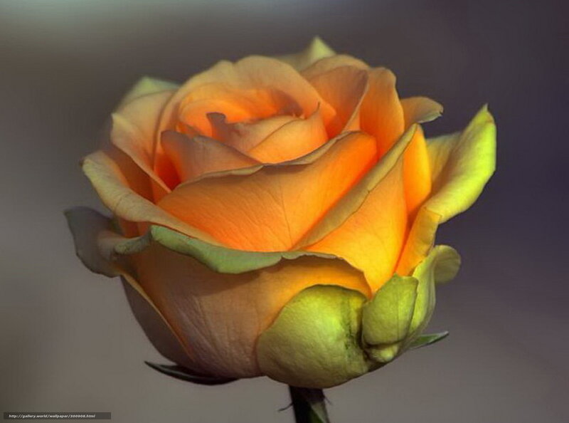 Orange Rose Bud — Calm, Photograph, Stem, Petals