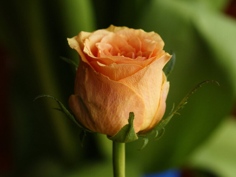 Orange Rose Bud — Calm, Photograph