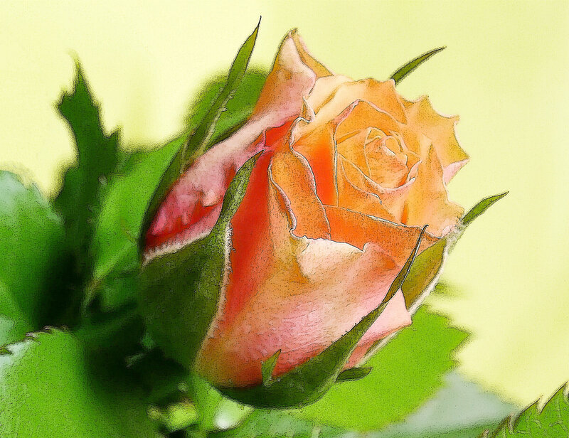 Orange Rose Bud — Calm
