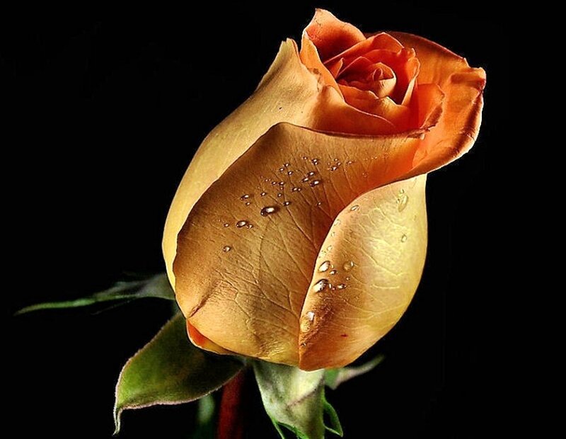 Orange Rose Bud — Dramatic, Photograph