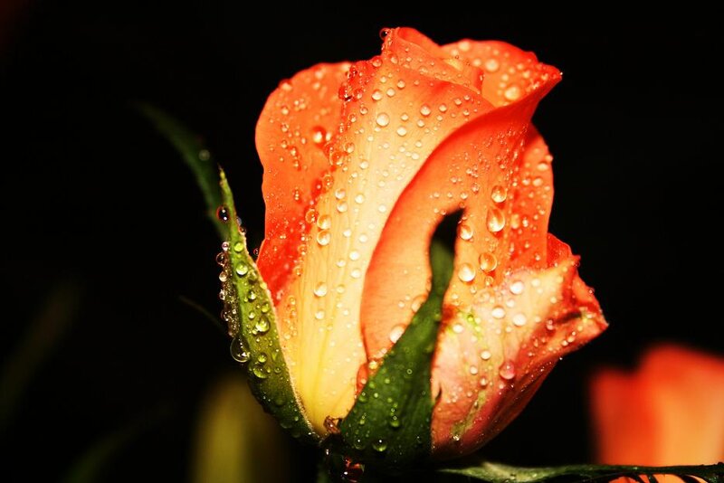 Orange Rose Bud — Dramatic, Photograph, Water Droplets