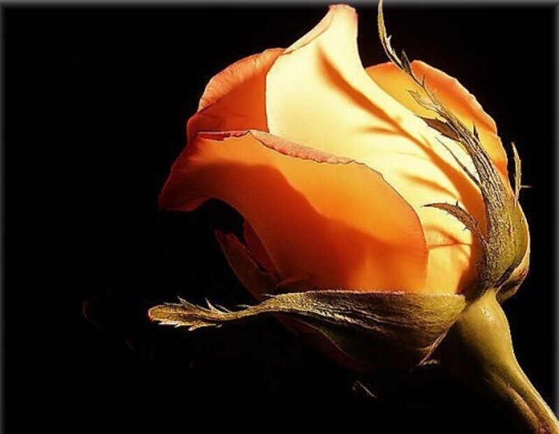 Orange Rose Bud — Dramatic