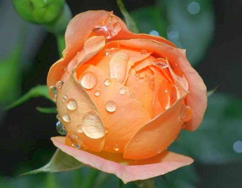 Orange Rose Bud — Green