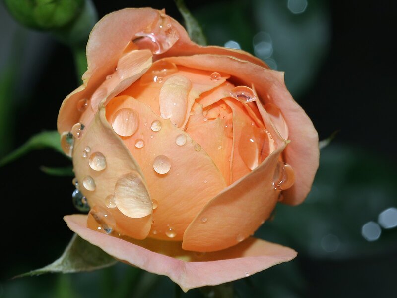 Orange Rose Bud — Photograph