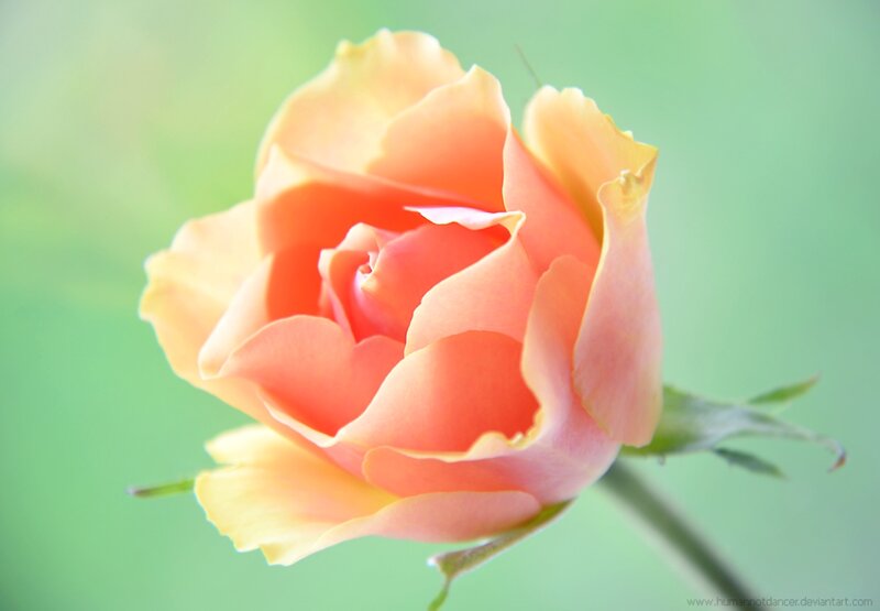 Orange Rose Bud — Pink