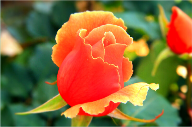 Orange Rose Bud — Red