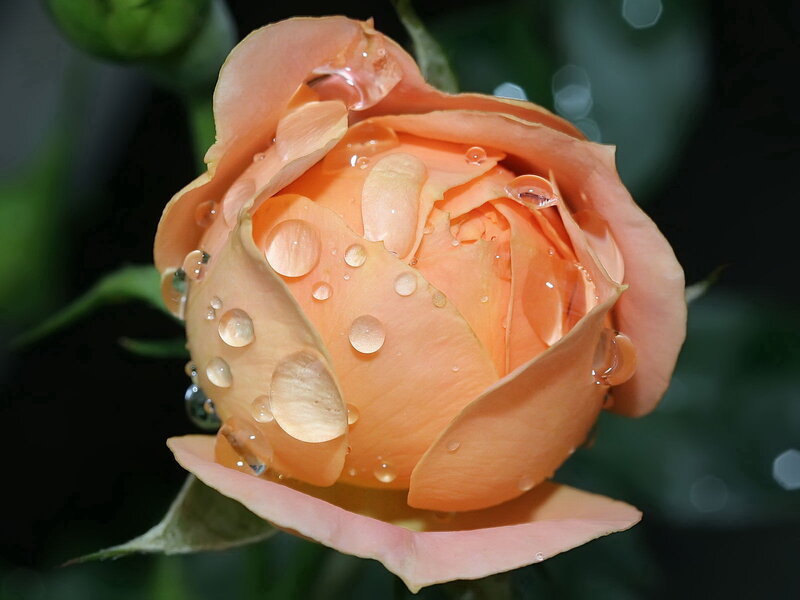 Orange Rose Bud — Serene, Morning