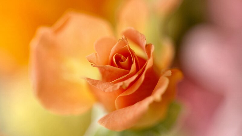 Orange Rose Bud — Serene, Photograph, Flower
