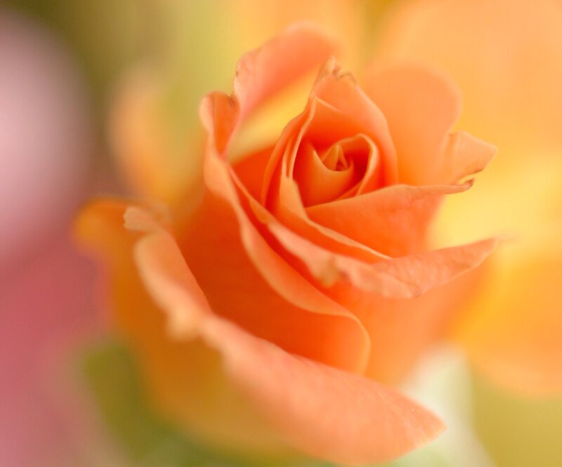 Orange Rose Bud — Serene, Photograph, Petals, Blurred Background
