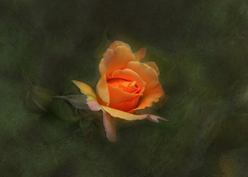 Orange Rose Bud — Serene, Photograph, Petals