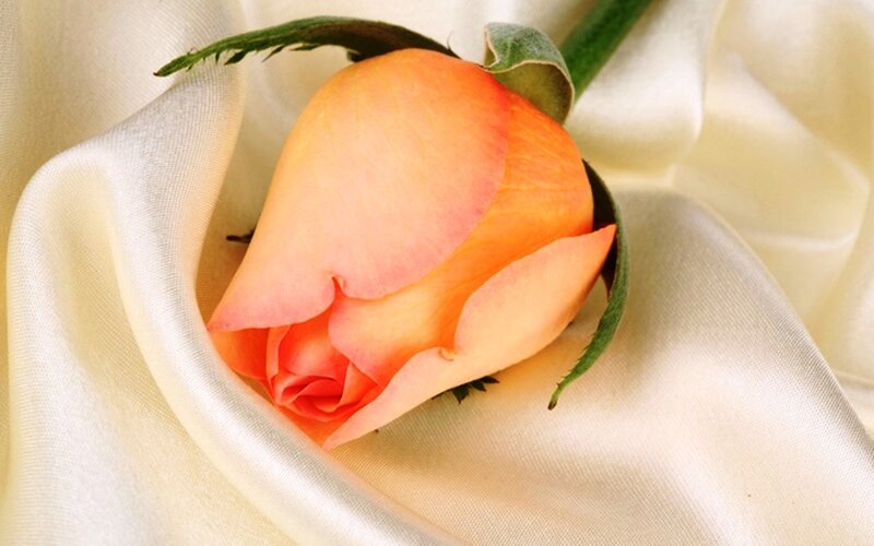 Orange Rose Bud — Serene, Photograph, Silk Fabric