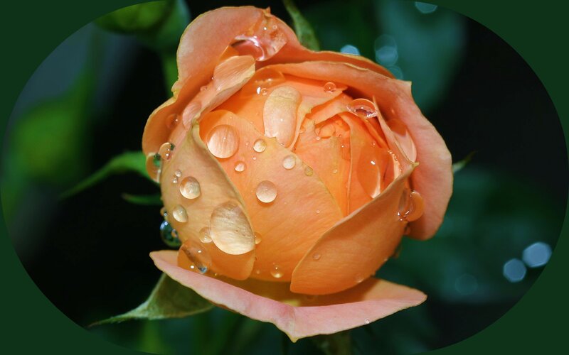Orange Rose Bud — Serene, Photograph