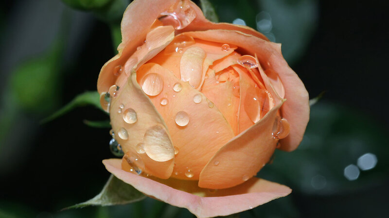 Orange Rose Bud — Serene, Photograph, Water Droplets, Green Leaves