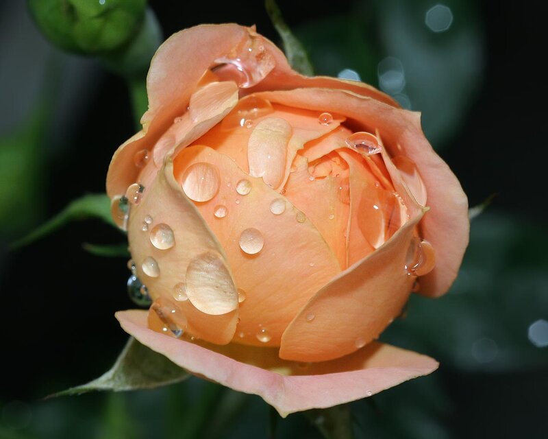 Orange Rose Bud — Serene, Photograph, Water Droplets