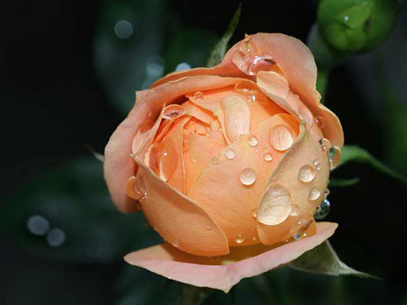 Orange Rose Bud — Serene
