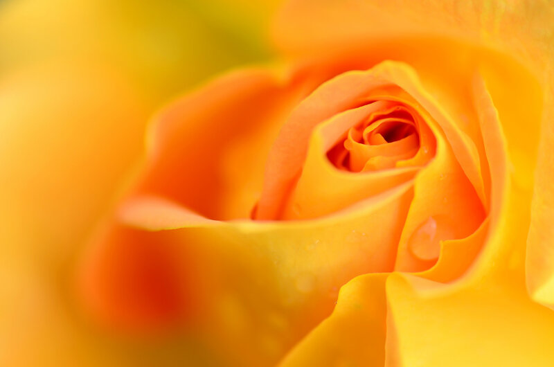 Orange Rose Bud — Yellow, Calm