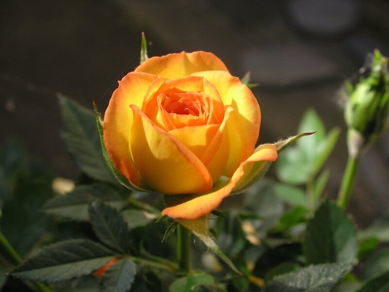 Orange Rose Bud — Yellow