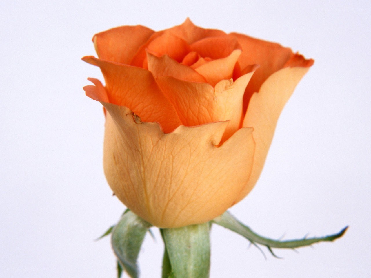 orange rose bud