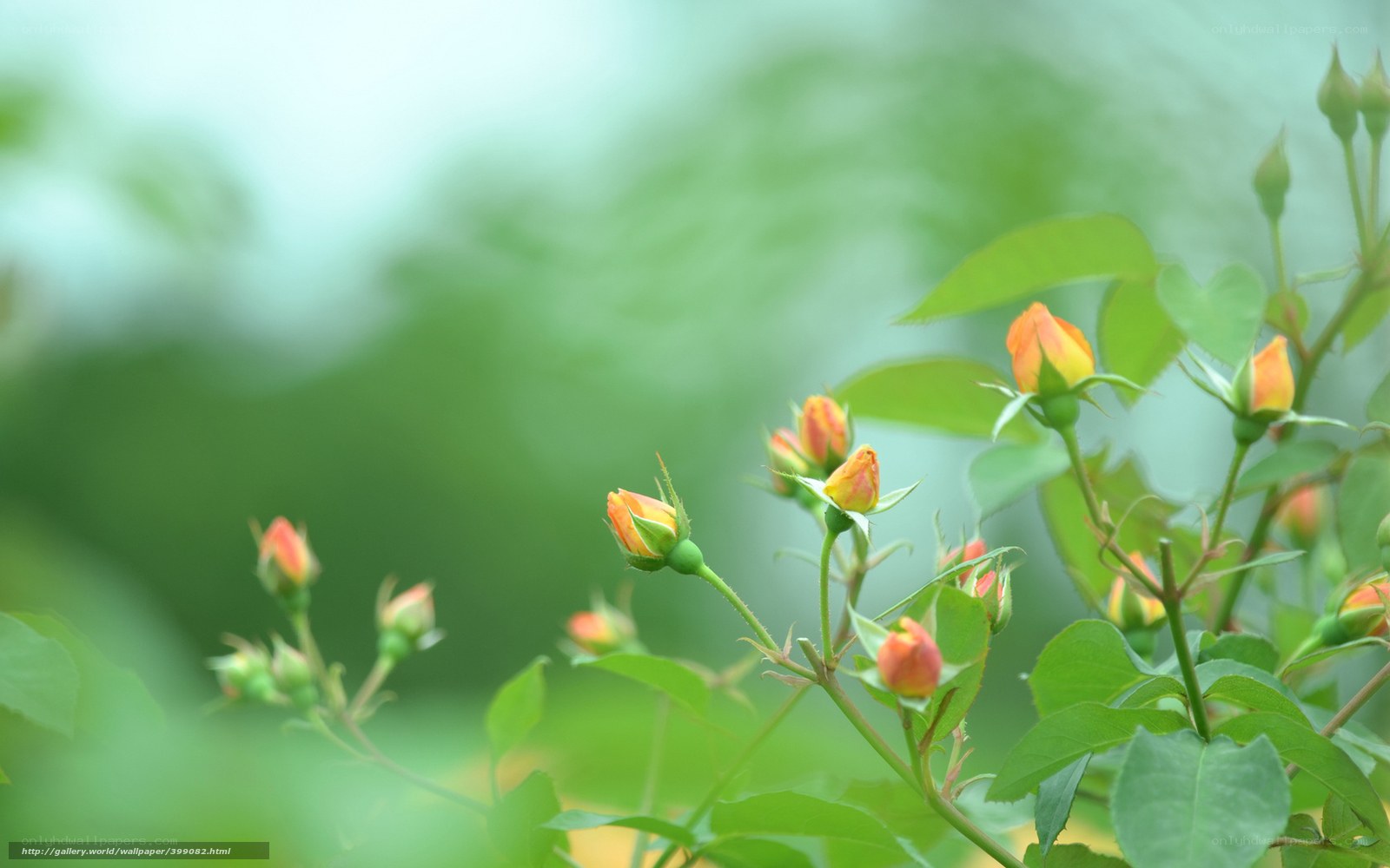 Orange rose buds on green stems