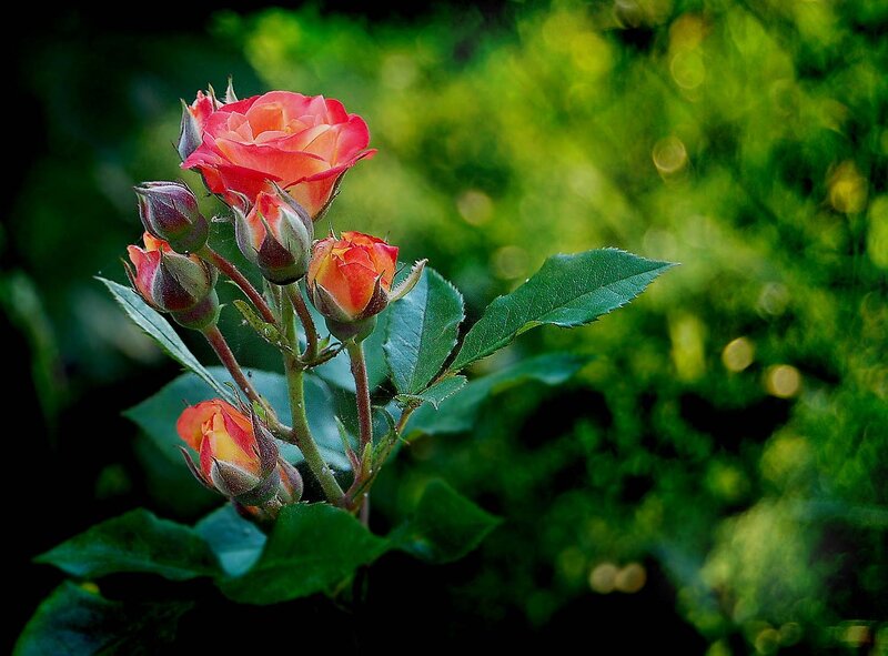 Orange Rose Buds — Serene