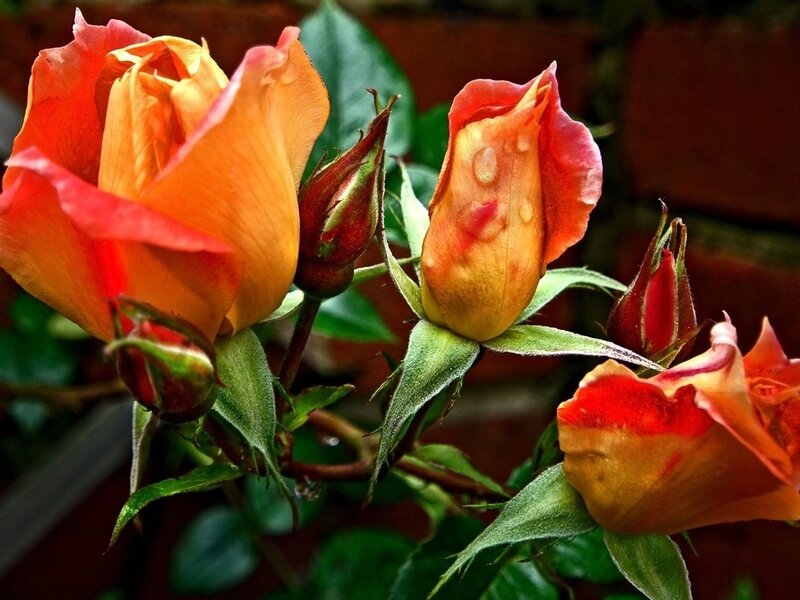 Orange Rose Buds