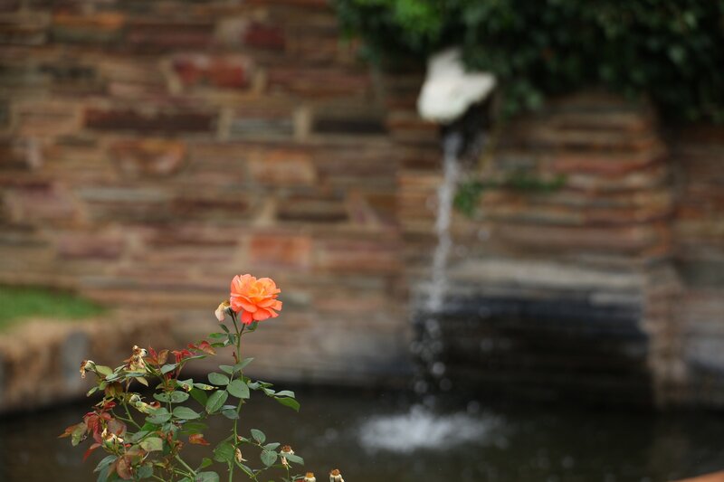 Orange rose by a water feature