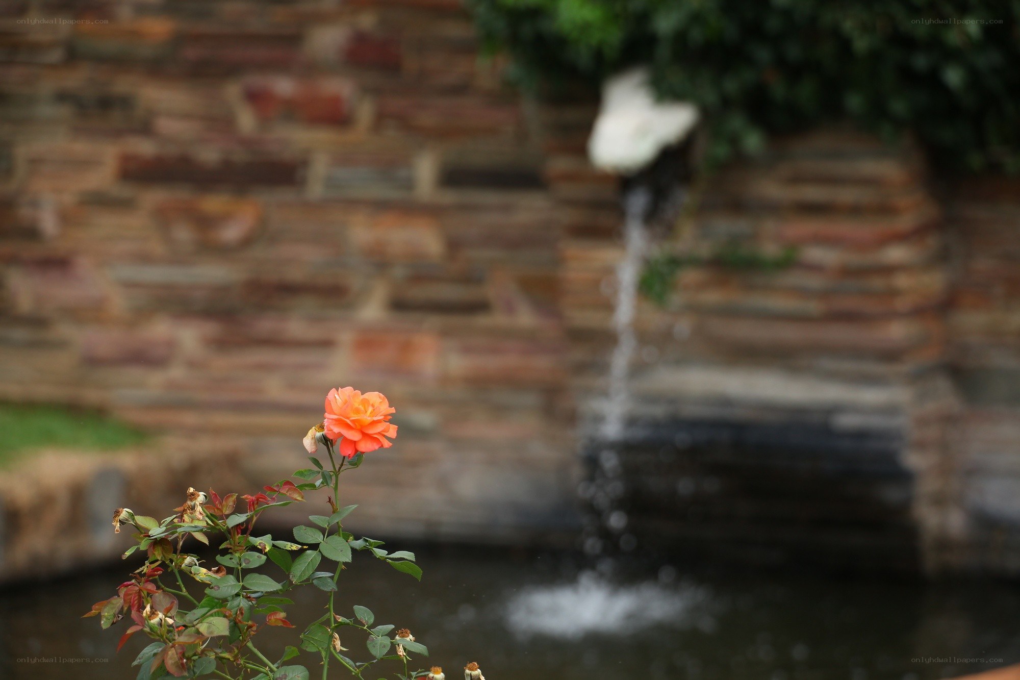 Orange rose by a water feature