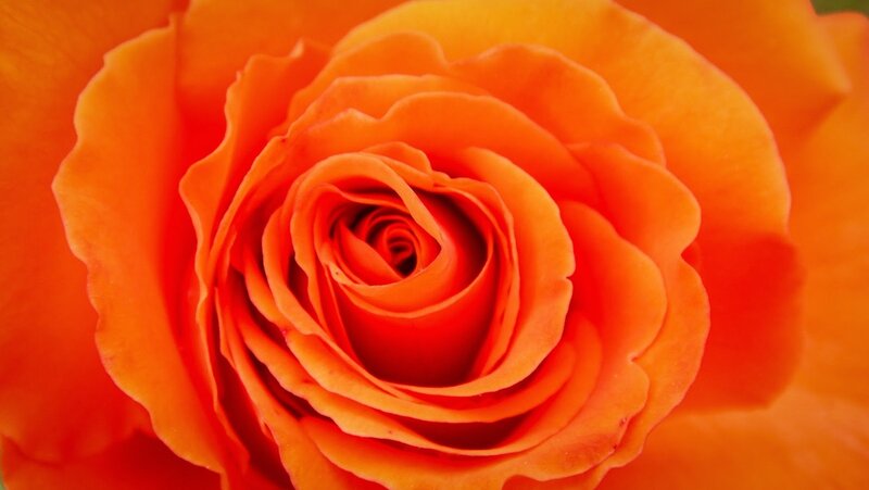 Orange Rose Close-up — Calm