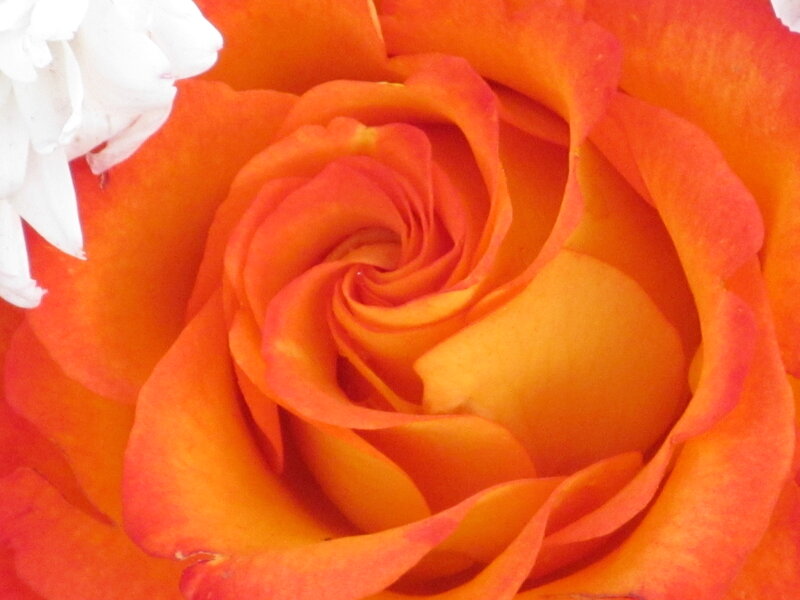 Orange Rose Close-up