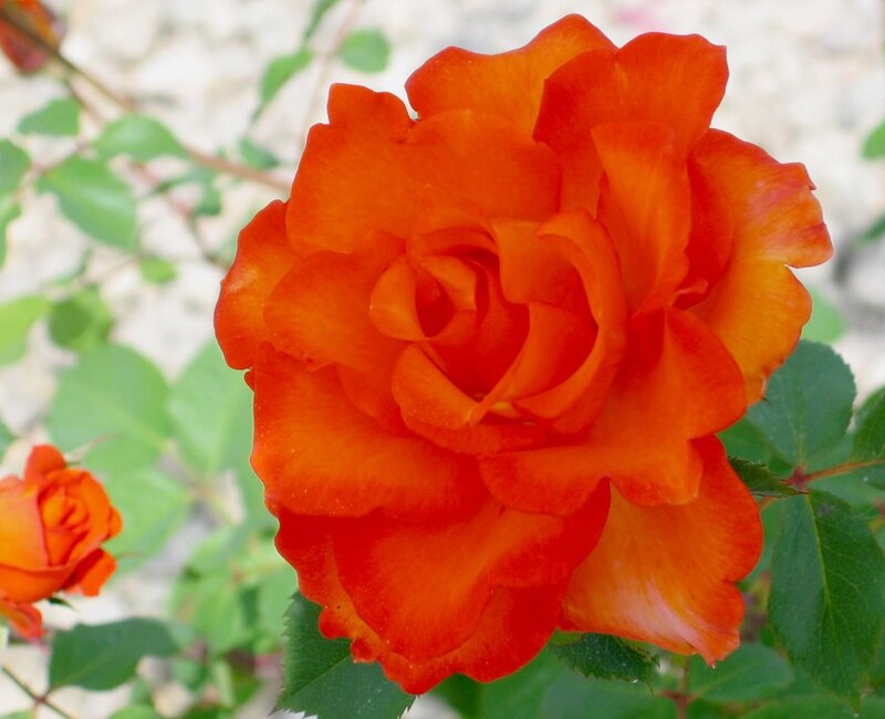 Orange Rose Flower — Calm, Afternoon, Photograph, Green Leaves, Bud