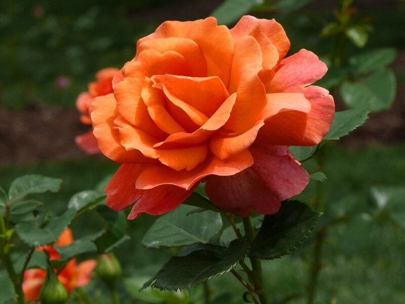 Orange Rose Flower — Calm, Afternoon, Photograph, Green Leaves, Flower Bud