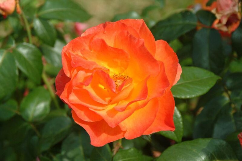 Orange Rose Flower — Calm, Afternoon, Photograph, Green Leaves, Flower Bud, Yellow