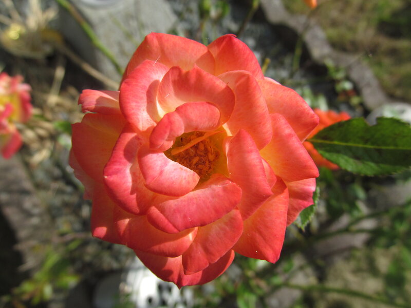 Orange Rose Flower — Calm, Afternoon, Photograph, Leaf