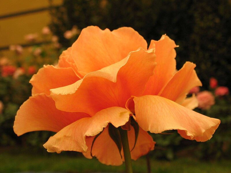 Orange Rose Flower — Calm, Afternoon, Photograph, Stem
