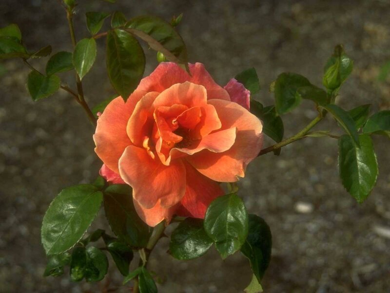 Orange Rose Flower — Calm, Afternoon, Photograph