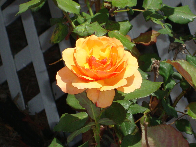 Orange Rose Flower — Calm, Afternoon