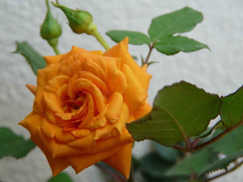 Orange Rose Flower — Calm, Photograph, Buds, Leaves