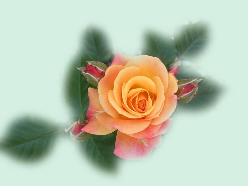 Orange Rose Flower — Calm, Photograph, Buds