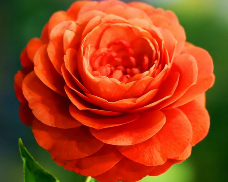 Orange Rose Flower — Calm, Photograph, Green Leaf, Blurred Background