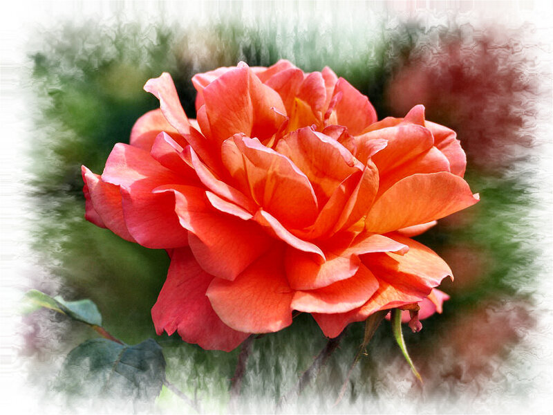 Orange Rose Flower — Calm, Photograph, Green Leaves, Blurred Background